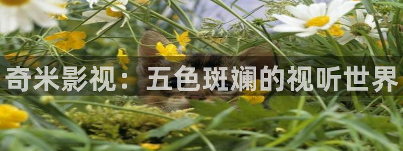 飞马影院：奇米影视：五色斑斓的视听世界